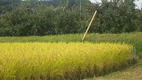収穫.JPG